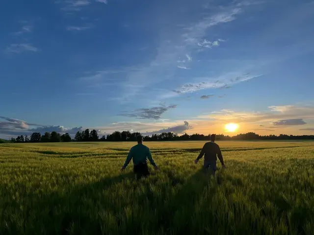Du vyrai kviečių lauke saulėlydžio metu, nugaromis į kamerą.